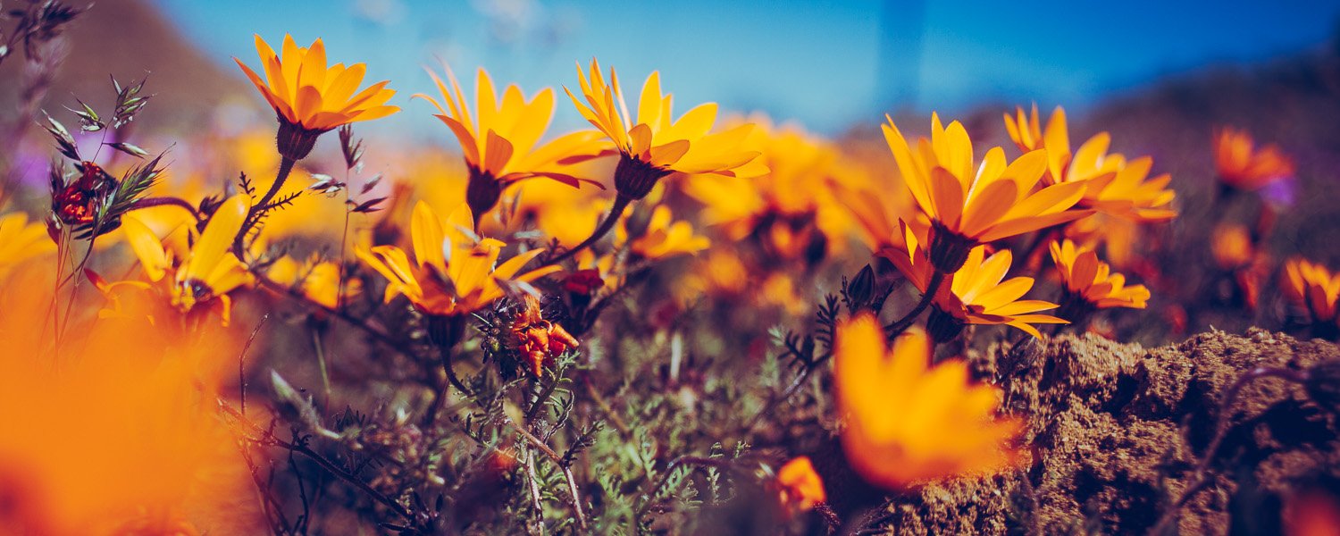 <p>Some interesting plants we found while exploring South Africa</p>
